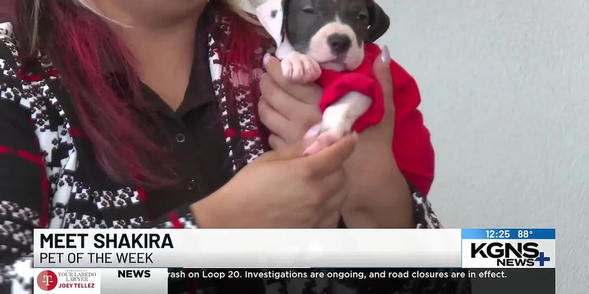 Pet of the Week: Meet Shakira, the 2-month-old pitbull mix