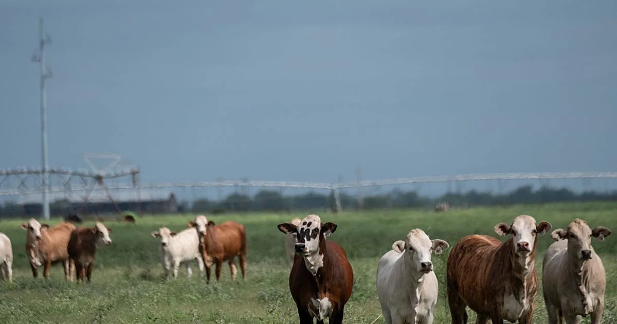 Officials confirm 6 cases of New World screwworm in Texas