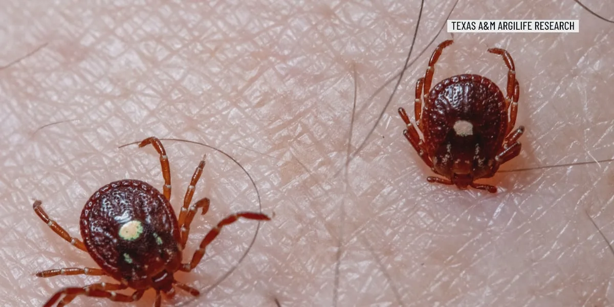 Tick season safety: What Brazos Valley families need to know