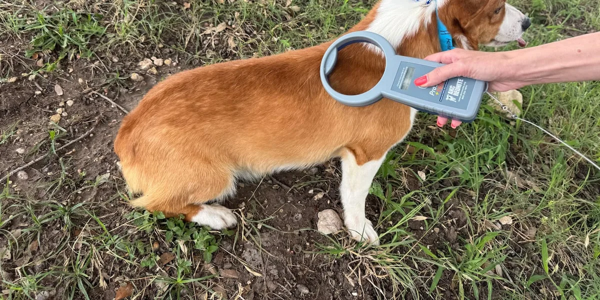 Temple nonprofit installs city's first public microchip scanner to reunite lost pets