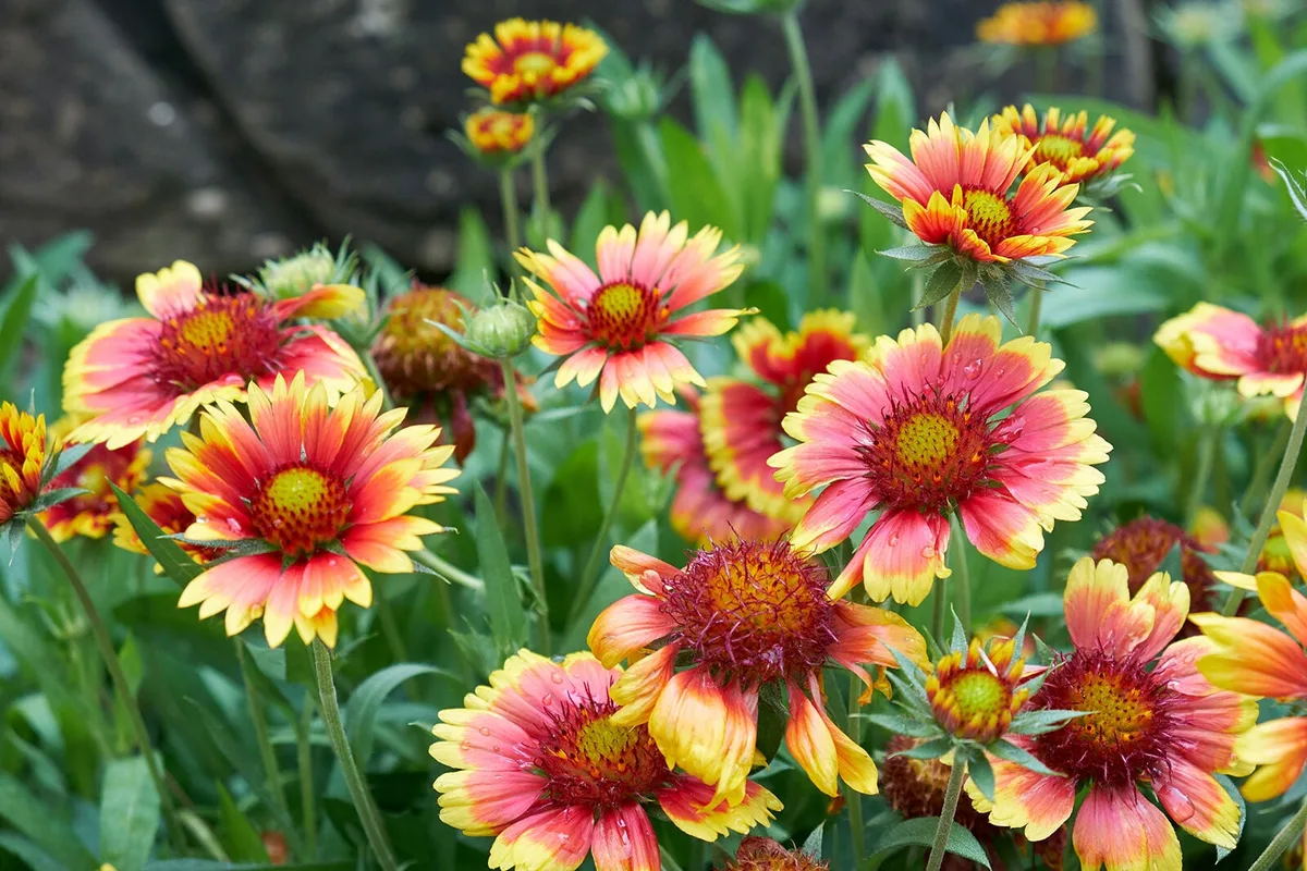 Classic Texas wildflower is summer's NICE Plant of the Season