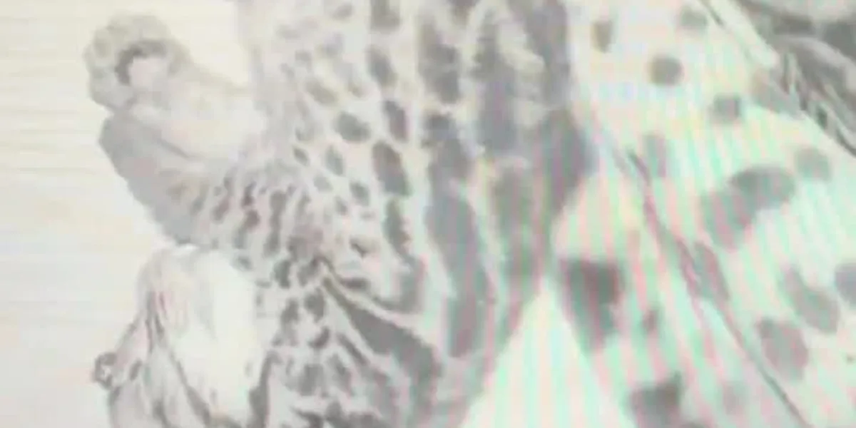 Caldwell Zoo announces birth of endangered ocelot kittens