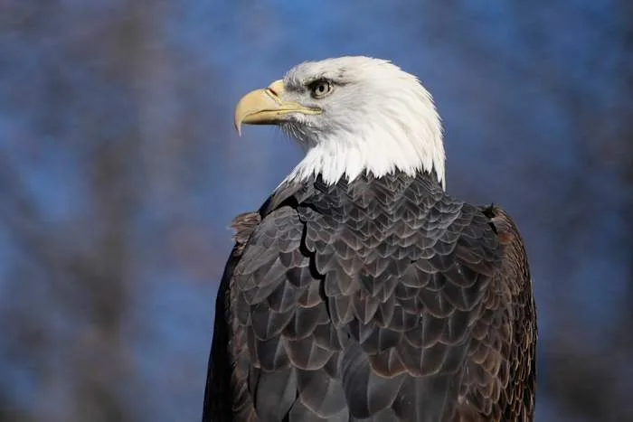 Houston-area man admits to killing bald eagle near Porter home