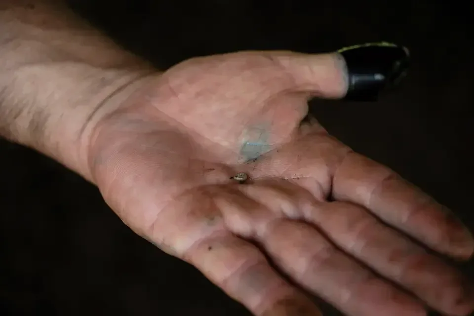Texas - Screwworm cases