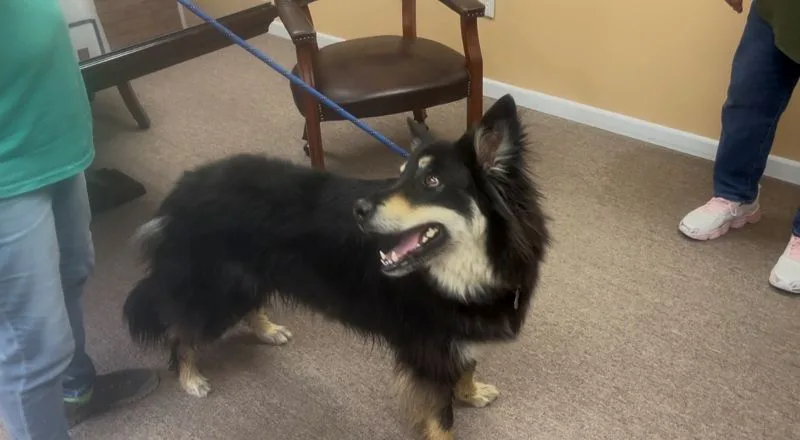 Seven West Texans to Drive Rescue Dogs to Canada for New Homes