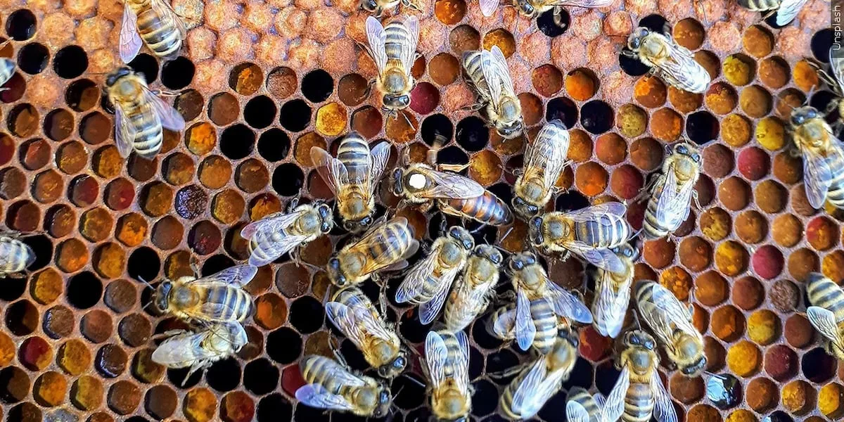 Millions of bees escape after a semi carrying hives overturns in Southeast Texas