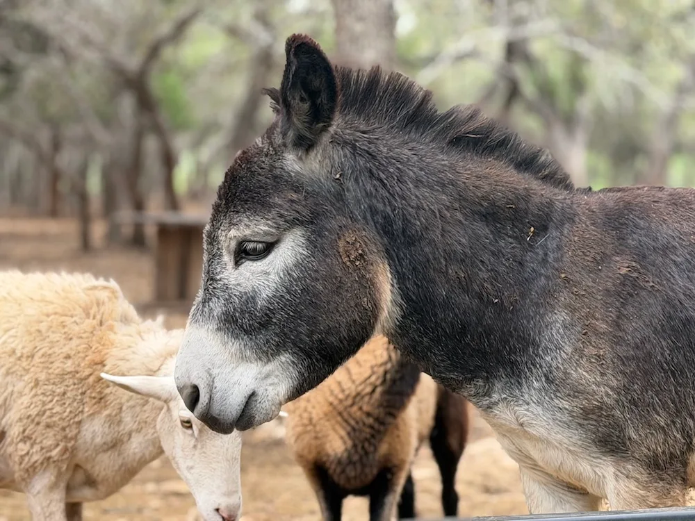 San Antonio livestock sanctuary guards against threat of screwworm by temporarily stopping intake of new animals
