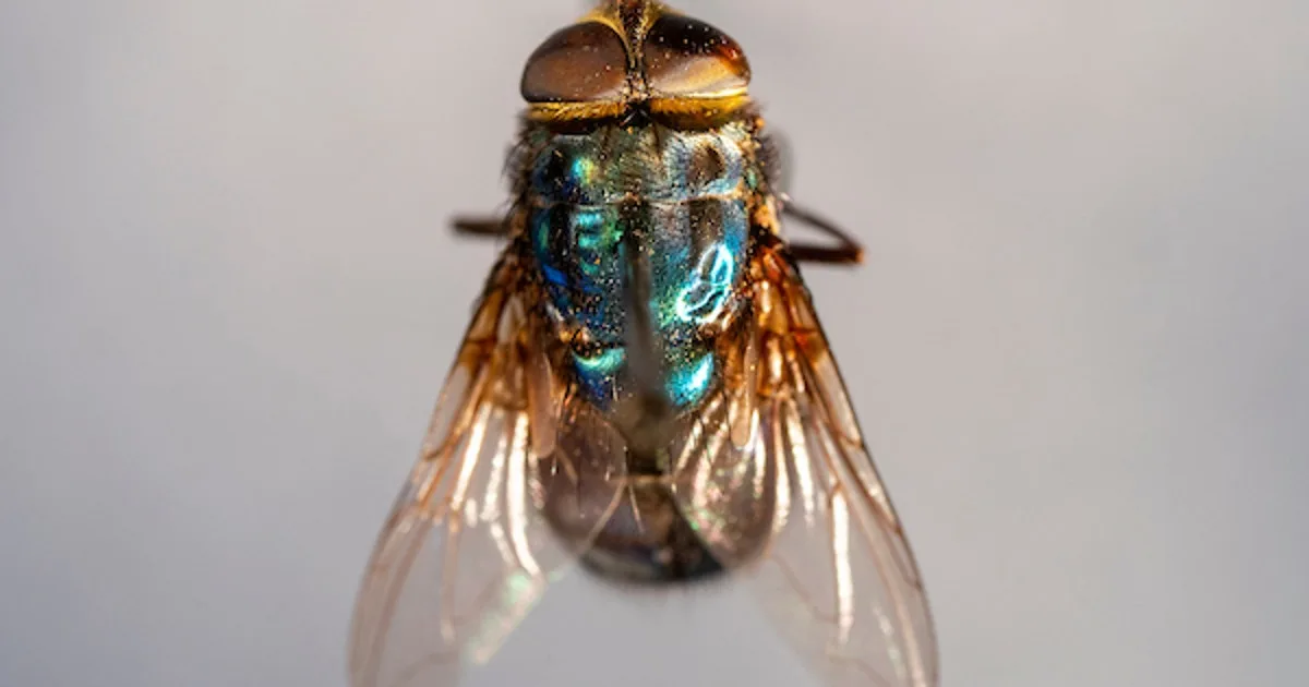 Flesh-eating screwworm in Texas: Gov. Abbott update on state response