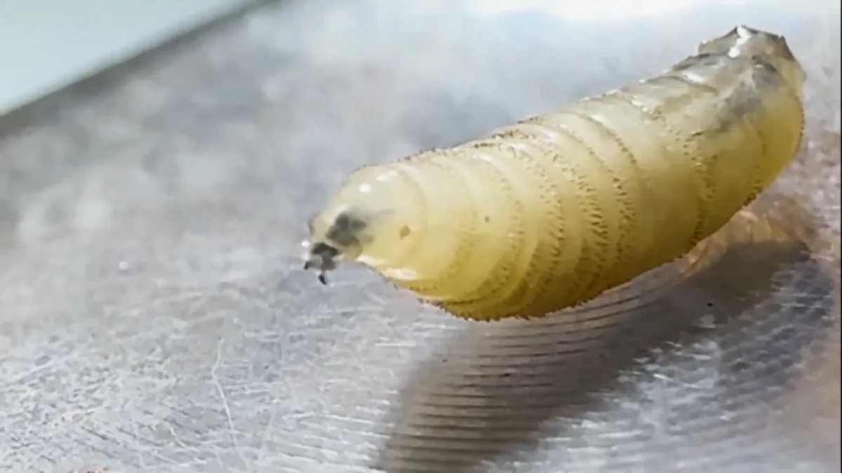 Screwworm cases climb to 4 as Gov. Abbott elevates Texas screwworm response to Level 2