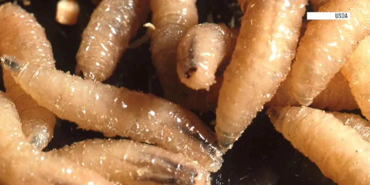 Officials urge vigilance as screwworm threat reaches South Texas