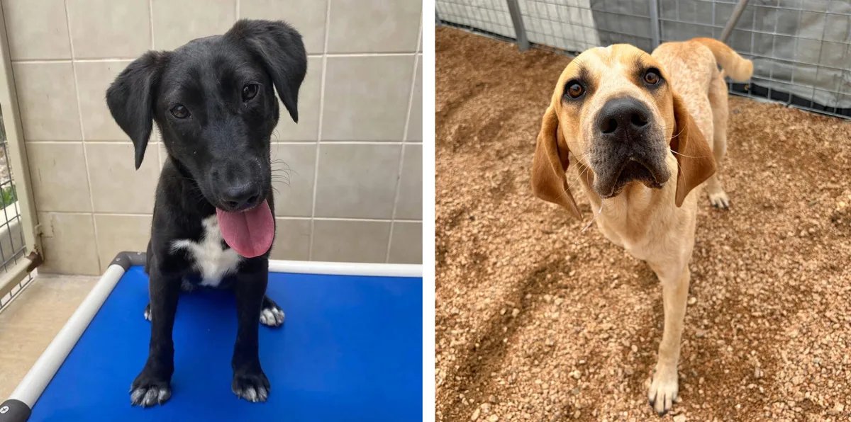 Pets of the Week - June 10, 2026