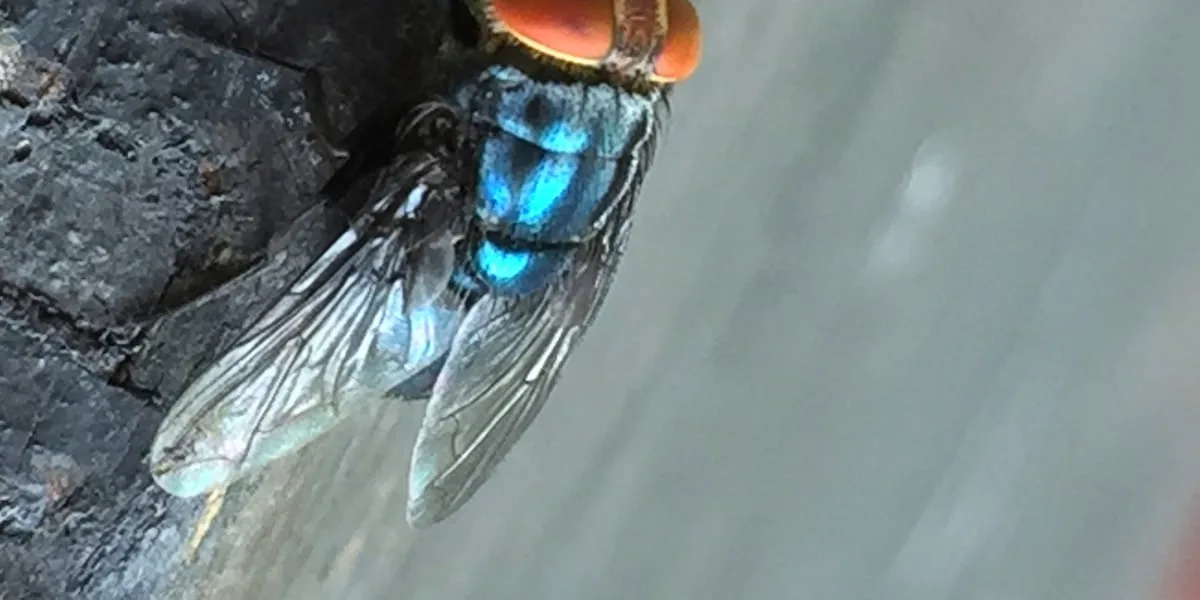 Sterile flies dispersed in Zavala County as Texas screwworm cases reach seven