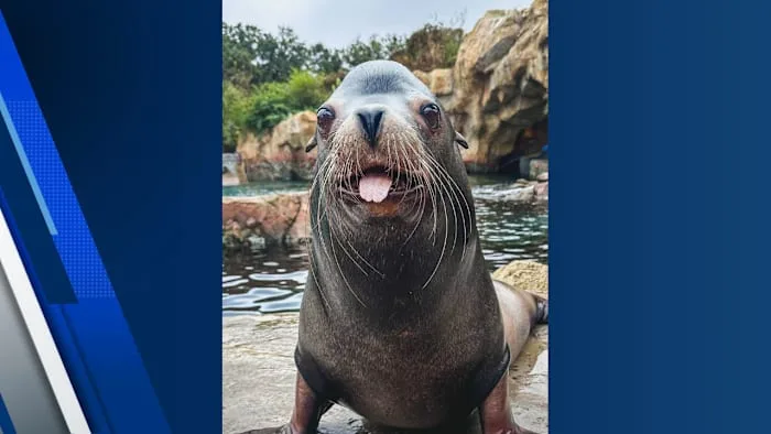 Houston Zoo remembers Jonah, its gentle giant sea lion
