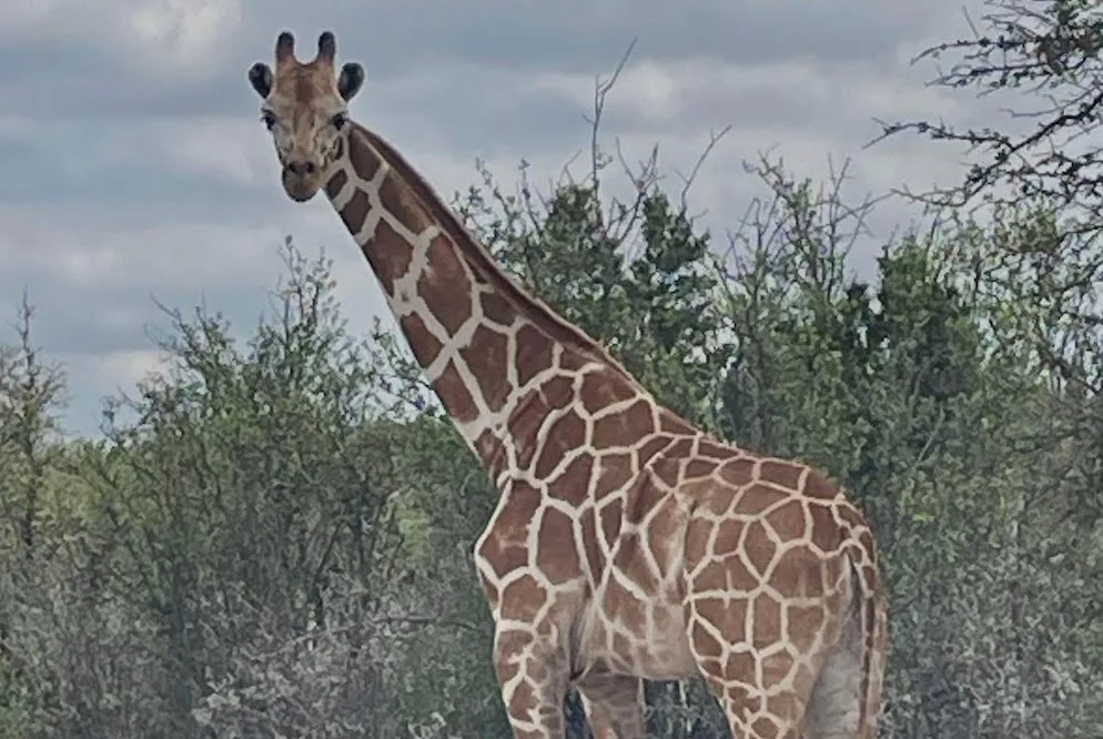 Why can't anyone find this giraffe on the loose near San Antonio?