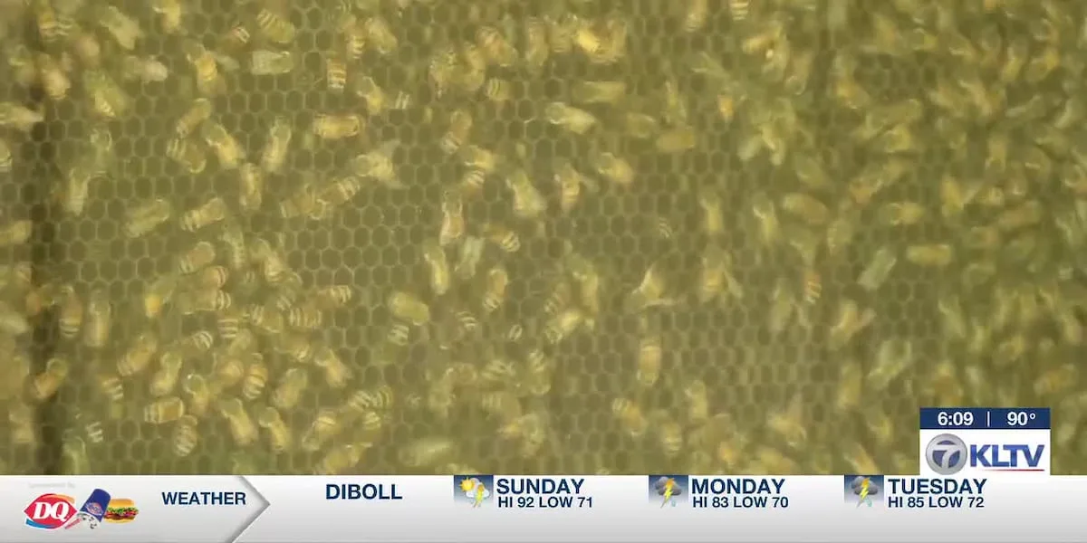 Keep Tyler Beautiful hosts 6th Annual Bee Day at Goodman-LeGrand Museum