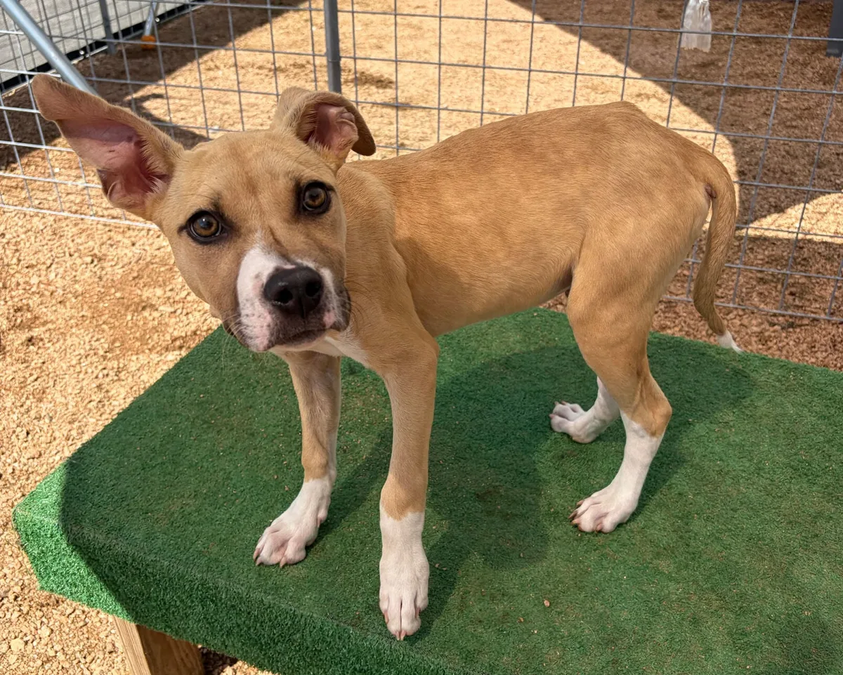 Pet of the Week - June 24, 2026