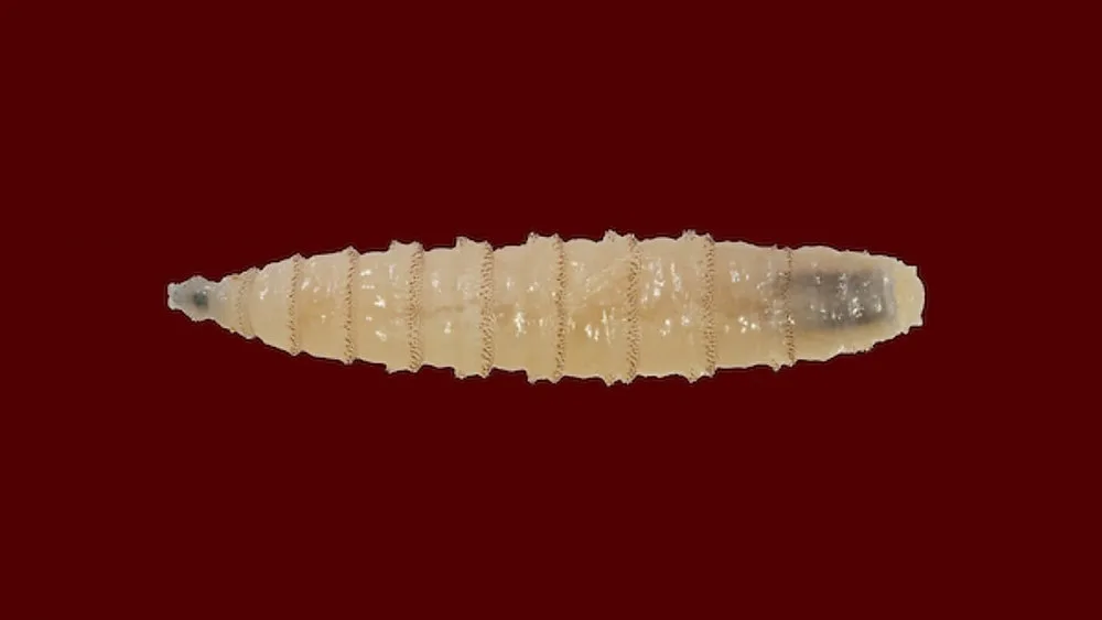 Bandera - Screwworm presentation