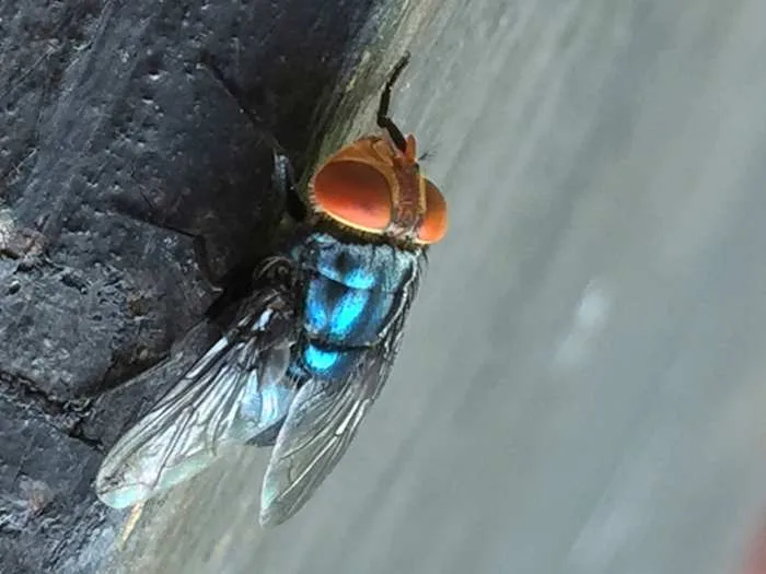 Two more Texas screwworm infections found in animals far apart, USDA says
