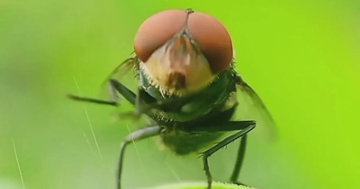 Screwworm fly returns, raising alerts for Texas animal owners