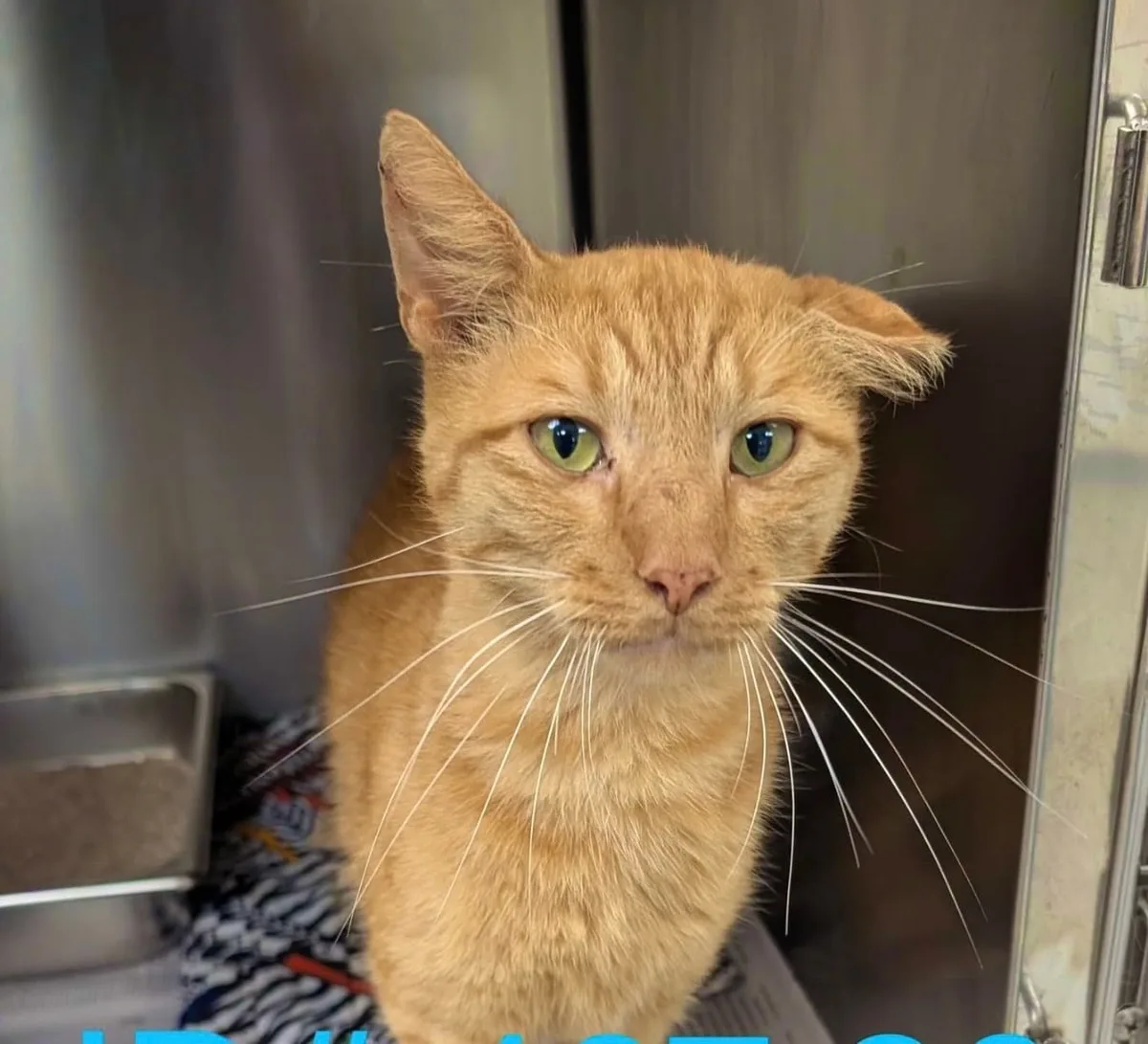 Kerrville Pets Alive! to host weekend adoption event with reduced fees
