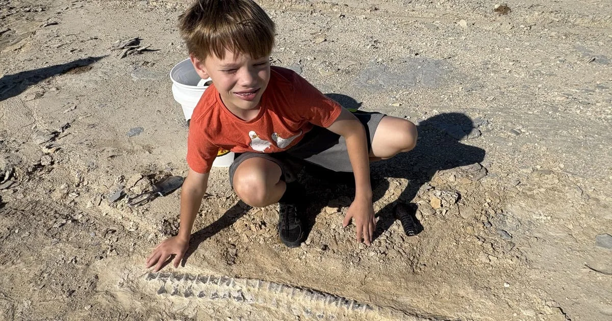 Sixth-grader finds 85-million-year-old fossil on club field trip: 'I knew it was something big'