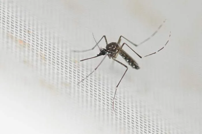 How to request mosquito help in Houston area counties