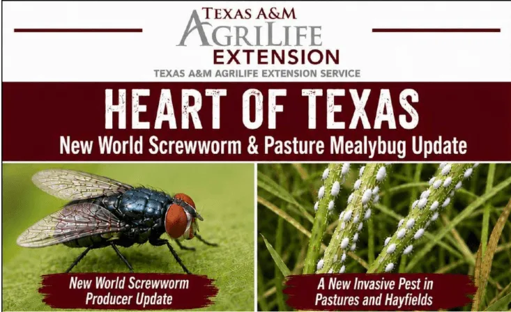 Heart of Texas Program to Provide Updates on New World Screwworm and Pasture Mealybug