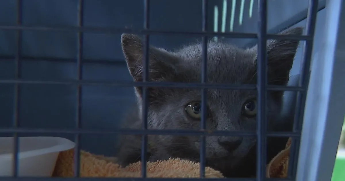 Power-line theft forces emergency evacuation at Houston Pets Alive