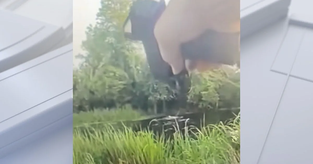 Alligator attacks suspect who tried escaping through its swamp