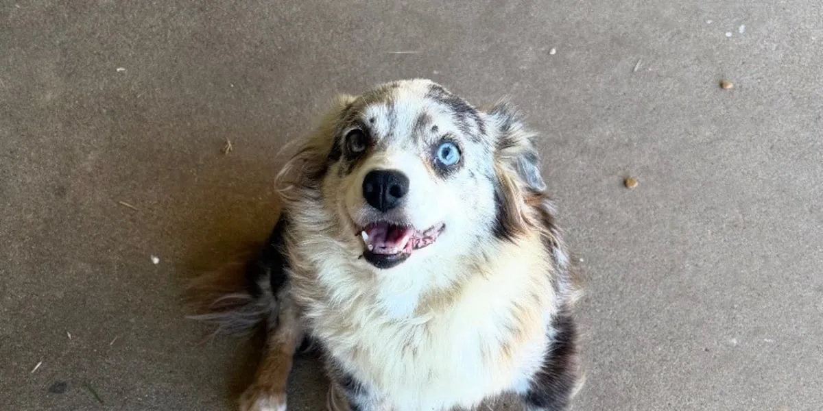 Smith County Sheriff's Office looking for two dogs reportedly stolen separately