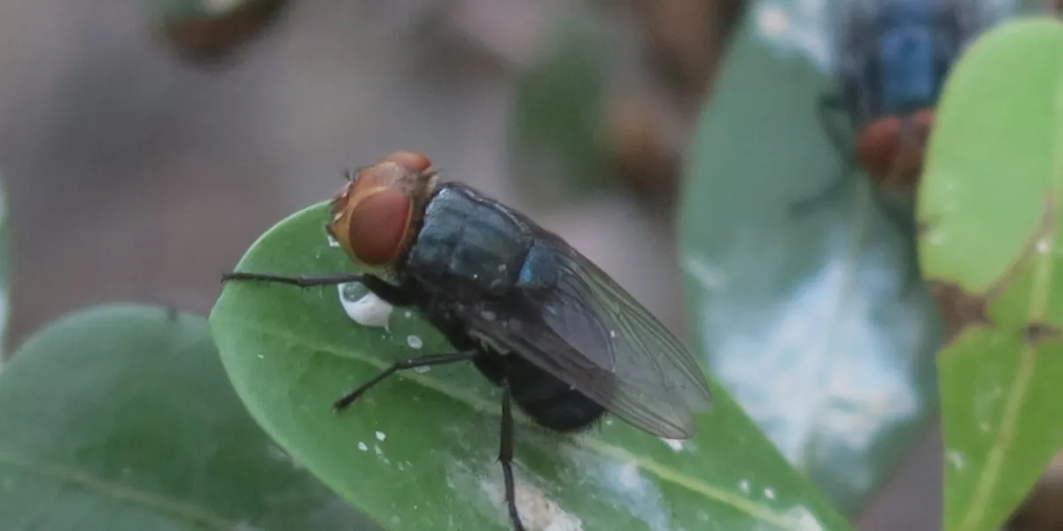 Quarantine established in parts of Webb Co. due to screwworm infestation
