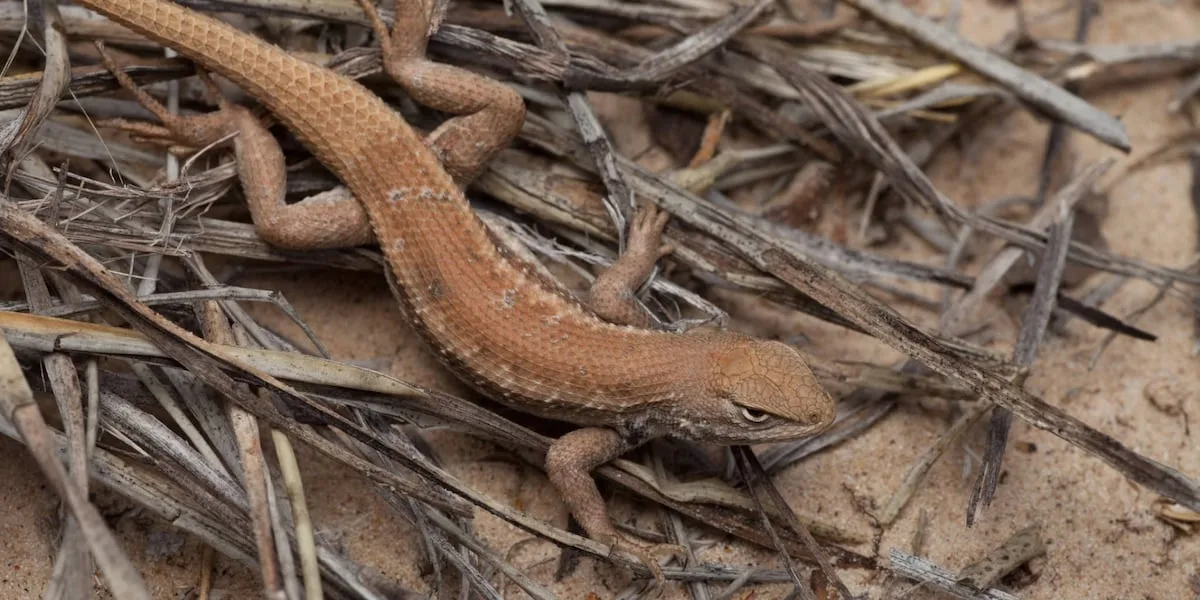 Nonprofit fighting to keep West Texan endangered lizard's protections