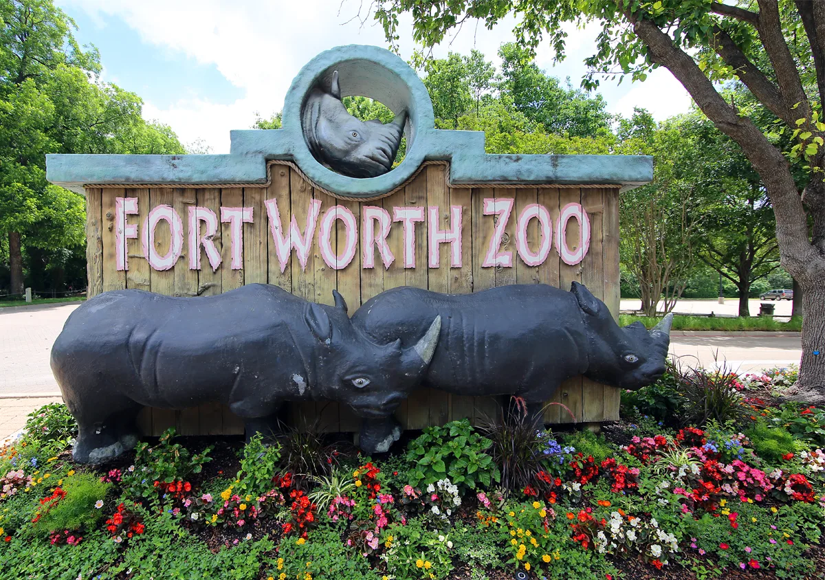 Fort Worth Zoo invites public to name newest baby giraffe