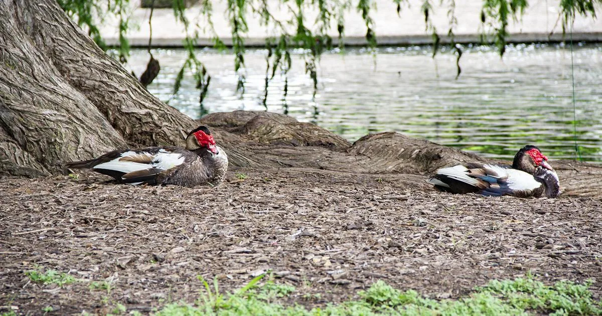 'QUACKING' THE CASE! Where have all the Landa Park ducks gone?