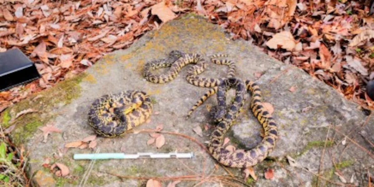Snake season returns to East Texas; experts share tips to spot venomous snakes