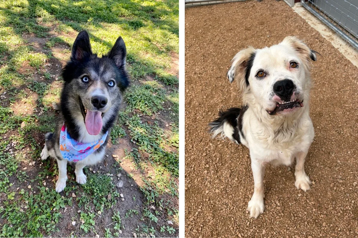 Pets of the Week - June 17, 2026