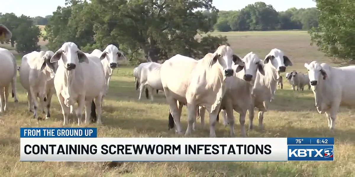 From the Ground Up: Containing Screwworm Infestations