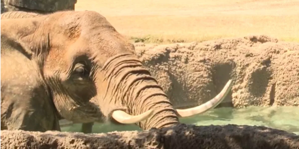 Cameron Park Zoo will no longer have elephants