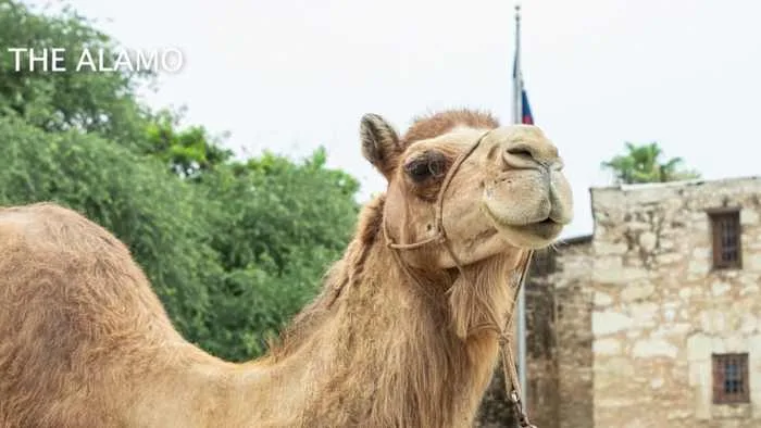 Camels return to the Alamo for early World Camel Day celebration