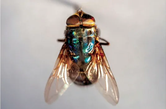 Texas A&M AgriLife responds after New World screwworm found in Texas