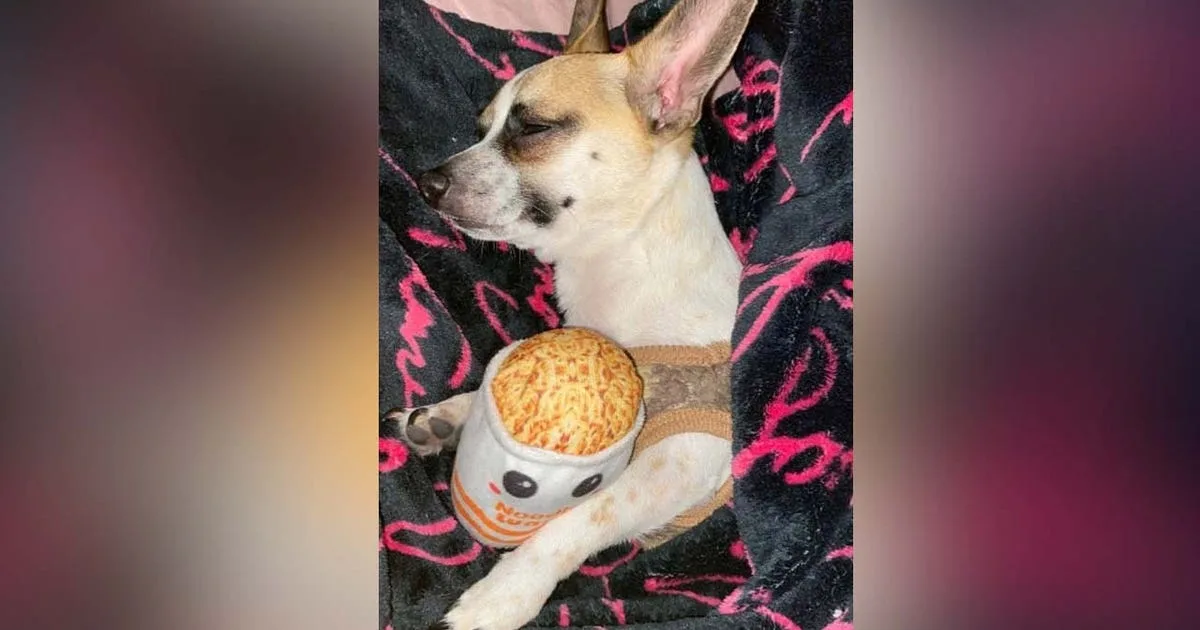 Dog seriously injured after found in trash compactor in Austin, owner claims