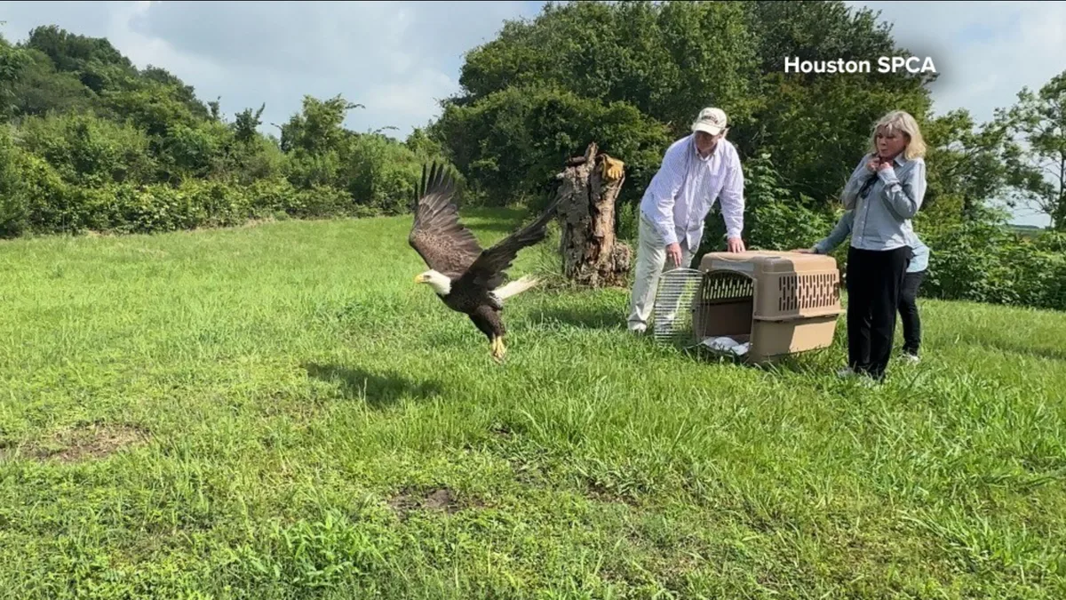 Rehabilitated bald eagle released in Anahuac after 3 months of medical treatment for head injury, Houston SPCA says