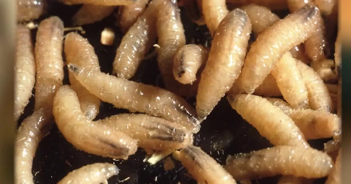Screwworm in Texas: Multiple counties declare local disasters in response to recent cases