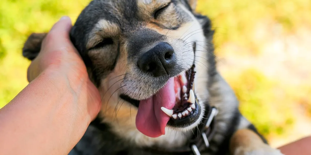 How a simple headshake, rub could mean serious infection for your pet