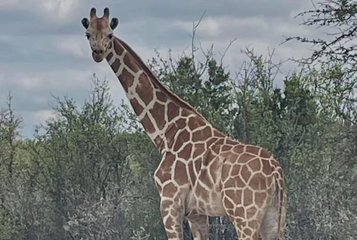 Missing Texas giraffe sparks social media posts from fire departments, schools and other agencies