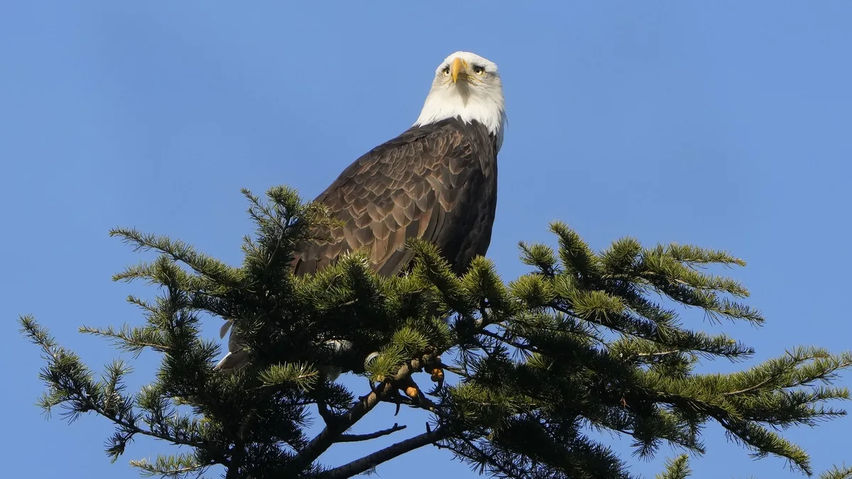 Porter man admits to shooting and killing bald eagle in 2024, US Attorney's Office says