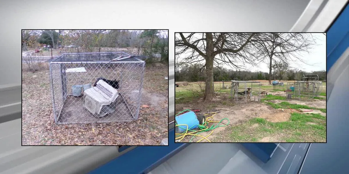Hopkins County woman pleads guilty to running fraudulent dog breeding facility