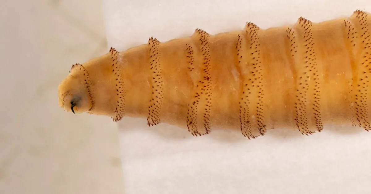 Texas scales up emergency response to combat destructive New World screwworm