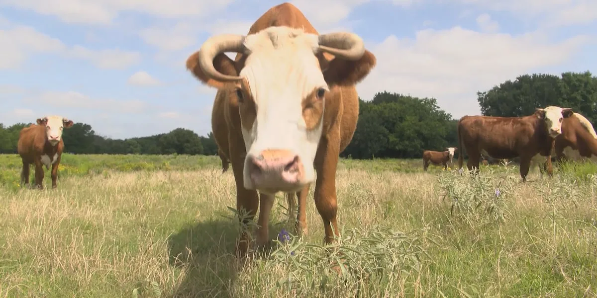 Screwworm infections confirmed in Texas cattle, pets