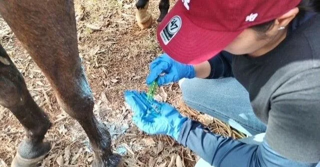 Atascosa County declares local disaster over New World screwworm threat